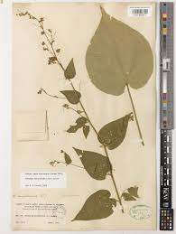 Image result for Wissadula