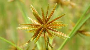 Image result for Cyperus amabilis