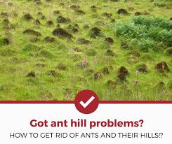 How To Get Rid Of Ant Hills 2020 Edition Pest Strategies