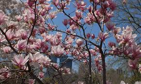Your washington tree stock images are ready. Flowering Trees In Nyc Parks Nyc Parks