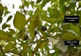 Image result for Toddalia crenulata