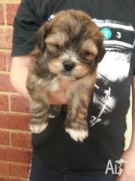 We did not find results for: Toy Poodle X Shih Tzu For Sale In Sunbury Victoria Classified Australialisted Com