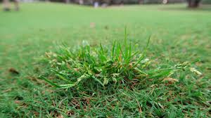 Image result for Poa binata