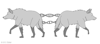 Scientists In Brazil Are Planning To Clone 8 At Risk Endangered Animals These Animals Are Mainly On The Red List Of Thre Endangered Animals Maned Wolf Animals
