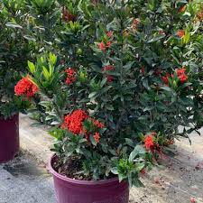 Image result for Ixora fastigiata