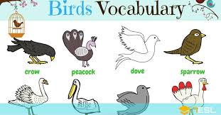 Bird Names Different Types Of Birds In English 18 In 2020 English Vocabulary English Idioms Vocabulary