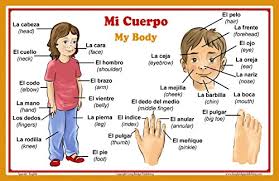 Long Bridge Publishing Spanish Language School Poster Words About Parts Of The Body Wall Chart For Home And Classroom Bilingual Spanish And