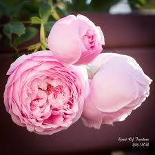 Reserve your free 2021 fall catalog. Sprit Of Freedom Rose