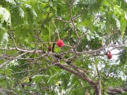 Image result for Trisetopsis milanjianum