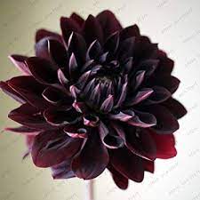 Amazon Com Rare Black With Red Dahlia Seeds Beautiful Flowers Seeds Dahlia Pinnata For Diy Home Garden 100 Dahlia Flower Tattoos Dahlia Flower Flower Seeds