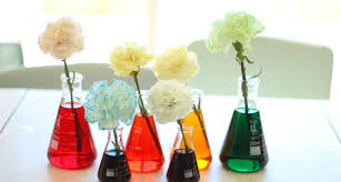 Watering rooted plants with colored water. Anany2 Food Coloring Flower Experiment Worksheet