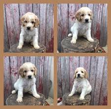 Bow creek kennels specializing in brittany spoodles and bernedoodle puppies is located the heartland of north central kansas. Brittany Spoodle Puppies Bow Creek Kennels Facebook