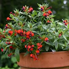 Image result for Cuphea