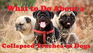 When A Dog Has Weak Cartilage In Her Windpipe It Can Collapse Here S What You Need To Know About A Collapsed Trachea In Dogs Take Dogs Trachea Dog Training