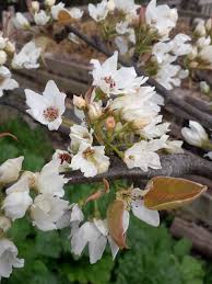 Image result for Pyrus pyrifolia