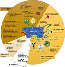Maybe you would like to learn more about one of these? Frontiers Malignant Pleural Mesothelioma State Of The Art On Current Therapies And Promises For The Future Oncology