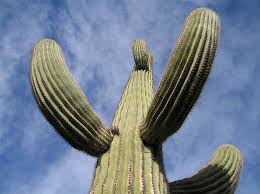 Biggest cactus in the world. Large Cacti Sagauro The Biggest Cactus In The World Big Cactus