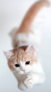 Check spelling or type a new query. Cute Cat Wallpaper Iphone 1080x1920 Wallpaper Teahub Io