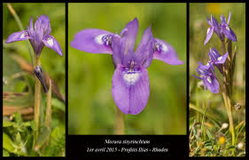 Image result for Moraea niassensis