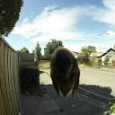 2022dirt | On rare occasions, bees get confused by doorbell ...