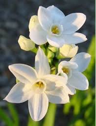 Paperwhite Flowers Drawing Google Search Paperwhite Flowers Winter Flowers Narcissus Flower