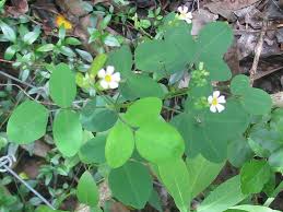 Image result for Oxalis barrelieri