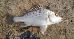 There are already 5 genealogy profiles with the gerut surname on geni. Ketahui Perbezaan Antara Tebal Pipi Gerut Gerut Umpan