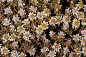 Image result for Helichrysum lineare