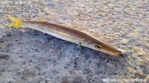 カマス釣果 ポイント千葉県館山 2017年9月9日6時6分 みー 即戦力釣り情報