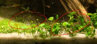 Image result for Marsilea minuta