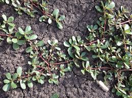 This will come as a surprise to many, the plant is much better known as a common garden weed. Edible Weeds In The Prairie Garden The Star Phoenix