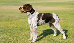 Find your new german shepherd puppy here! German Wirehaired Pointer Breed Information
