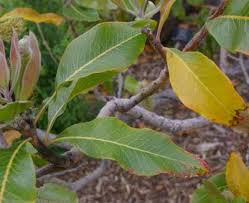 Image result for Faurea racemosa