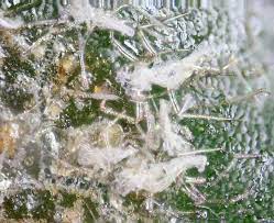 Most pests leave kalanchoe alone, but a few, such as aphids. Indoor Infestation Of Kalanchoe Aphids Bugguide Net