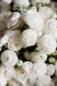 Pin On Favorite Blooms