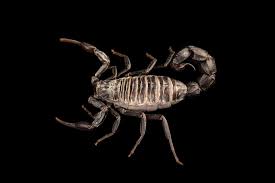 Image result for Scorodophloeus