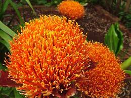 Image result for Scadoxus puniceus