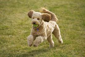 12 Facts About The Goldendoodle