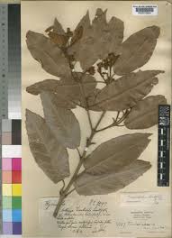 Image result for Trichocladus ellipticus