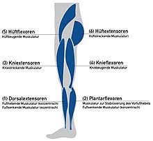 Die krankheit kann von patient zu patient so unterschiedlich. Multiple Sklerose Wikipedia