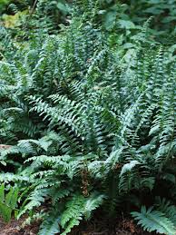 Image result for Polystichum