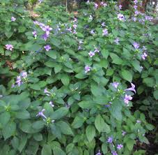 Image result for Barleria cristata