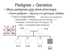 Pedigree Charts Genetic Disorders In Humans Ppt Video
