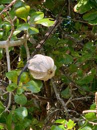 Image result for Garcinia volkensii