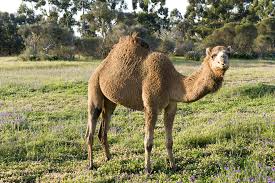 Although north africa had once possessed a camelid animal, the camelus thomazi , this had become extinct during the stone age. Importing Camels And South American Camelids Into Western Australia Agriculture And Food