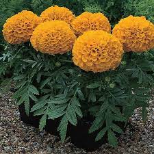 African Marigold Flower Garden Seeds Antigua Series F1 Orange 100 Seeds Annual Flower Gardening Seeds Tagetes Erecta Walmart Com In 2021 Annual Flowers Marigold Flower Flower Garden