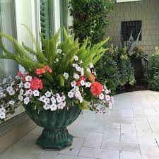 Foxtail Fern Geranium And Petunia Vine Garden Market Container Flowers Flower Pots Outdoor Container Plants