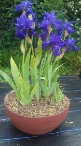 About four to six weeks after they flower, divide by digging up the whole clump and remove the mother plant. Bearded Irises How To Care For Bearded Irises High Impact Easy To Grow