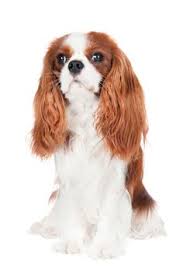Discover more about our cavalier. 10 Best King Charles Cavalier Spaniel Breeders Ideas King Charles Spaniel Cavalier
