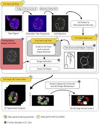 These extremely challenging activities are basically nightfalls but in lost sector format. Nessys A New Set Of Tools For The Automated Detection Of Nuclei Within Intact Tissues And Dense 3d Cultures